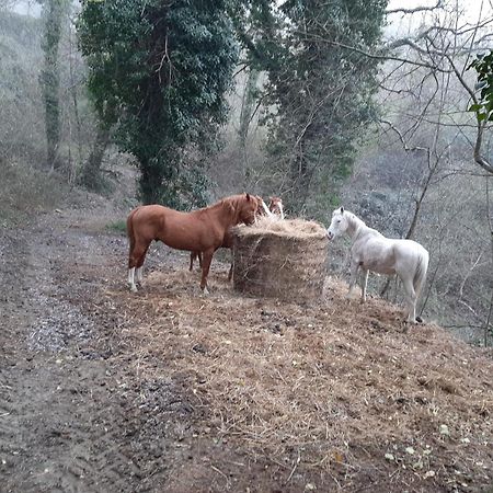 Agriturismo Antica Corte Montatteglia ภายนอก รูปภาพ