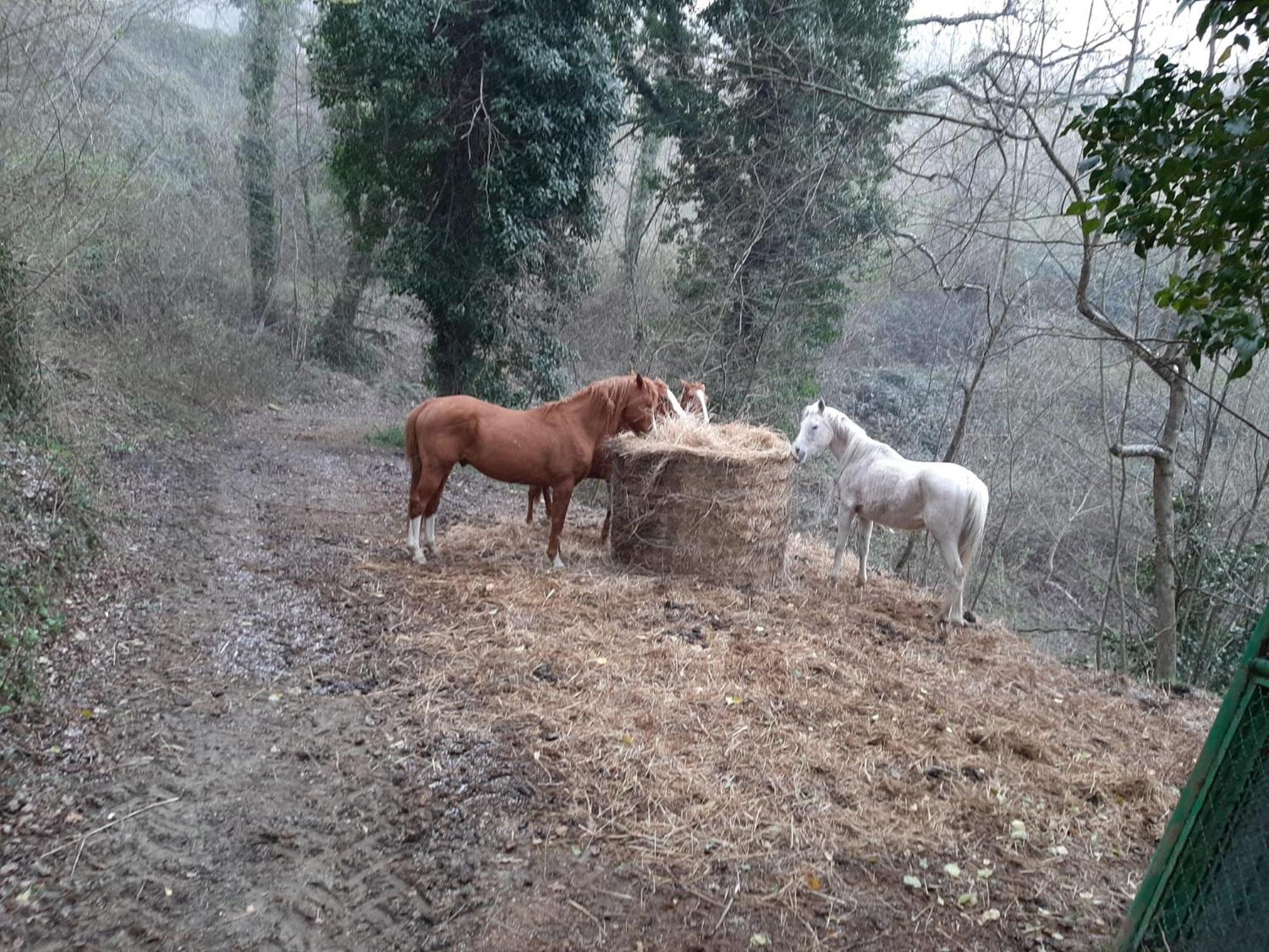 Agriturismo Antica Corte Montatteglia ภายนอก รูปภาพ